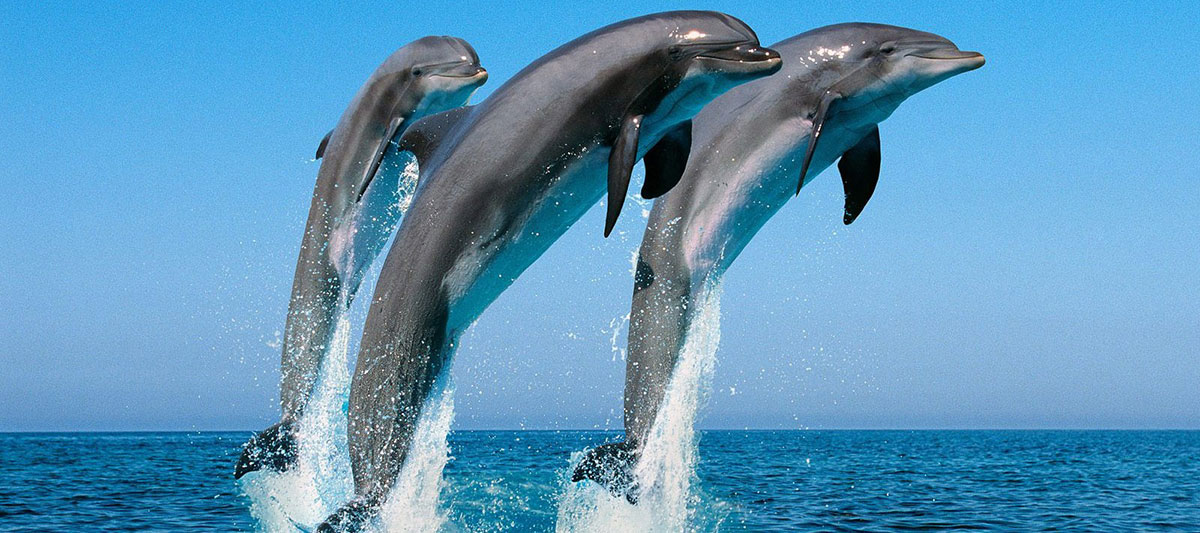 Dolphin