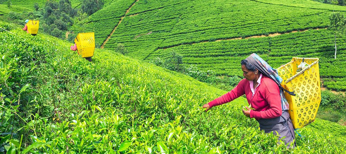 Tea Plucking Experience