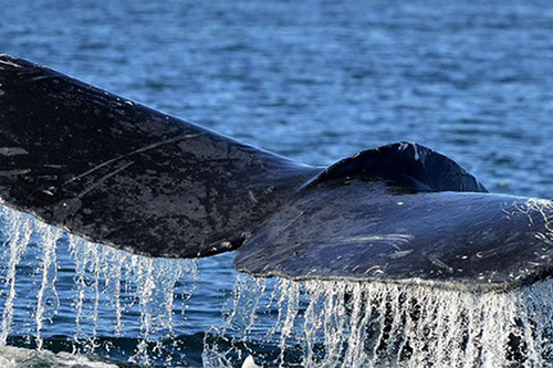 Whale Watching