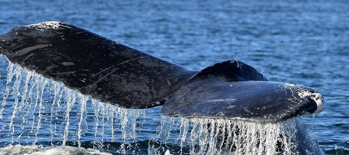 Whale Watching